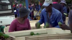 VOICED : 'Green gold': Avocado boom drives crop theft in South Africa News Clip
