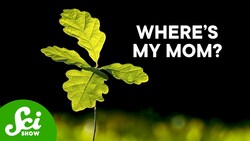 Half of All Plants Are Invisible Instructional Video