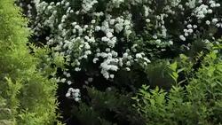 Man walks in the garden Stock Footage