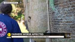 Farmers feel climate change effects as Tasmania sees worst dry spell in 25 years News Clip
