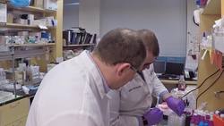 Spinach to hearts Leafy vegetable inspires new way to generate heart tissue - Science Nation Instructional Video