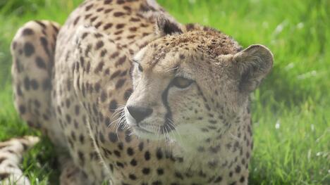Reintroduction Programs for the Fastest Mammal on Land