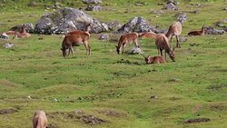 red deer hinds, Cervus elaphus, grazing in the scottish highland during rutting season, Stock Footage