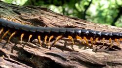 On Safari With Nala - Centipede Instructional Video