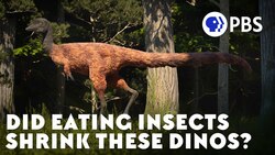 Did Eating Insects Shrink These Dinos? Instructional Video