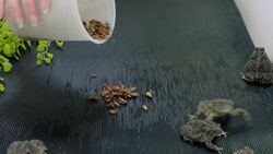 Why the Wyoming Toad is Incredibly Important to the State's Ecology Instructional Video