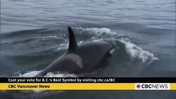 The final matchup for the Search for B.C.'s Best Symbol: Totem Pole vs. Orca News Clip