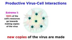 Virus-Cell Interactions Part 1 Productive vs. Non-Productive Instructional Video