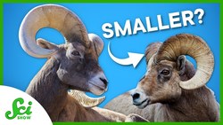 5 Ways Humans Are Influencing Species Evolution Instructional Video