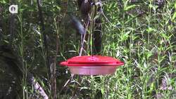 Amazing Hummingbird Experience! Instructional Video