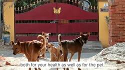 The Pet Debate News Clip