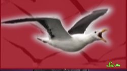 Killer Gulls Rip Into Whales and Murder Seal Pups Instructional Video