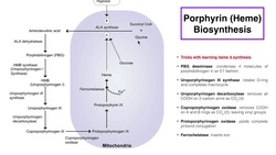 Porphyrins | Heme b Biosynthesis and its Regulation Instructional Video