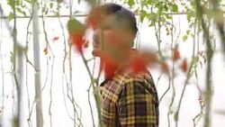 farm worker harvetsing tomatoes from organic garden Stock Footage