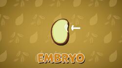 I WONDER - What Is A Seed? Instructional Video