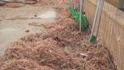 CLEAN : Images of the damages following storm Gloria near Valencia News Clip