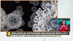 Chinese nationals smuggled bio-weapon? News Clip