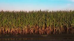 Shadow of a farmer on corn plants Stock Footage