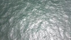 Drone aerial shots of sea lions on beach in Namibia News Clip