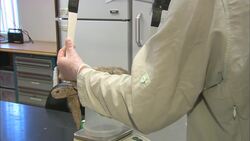 This Tortoise Is Taking the World By Storm! Instructional Video