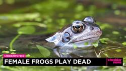 Female Frogs Play Dead News Clip