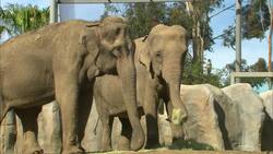 Nice to Meet You! These Elephant Introductions Are Adorable Instructional Video