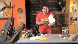 How to Demonstrate Mass, Shape, & Air Resistance Instructional Video