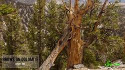 What's The Oldest Tree in the World Instructional Video