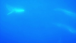 Whales: Size, Behavior, and Life Cycle Instructional Video