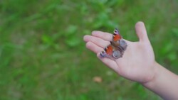 butterfly on the palm of a child Stock Footage