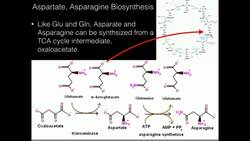 Aspartate, Asparagine Biosynthesis Instructional Video