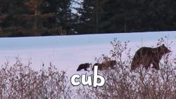 Baby Animals - Learn about Baby Animals for Children Instructional Video