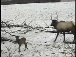 Understanding Cell Division Instructional Video