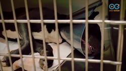 Press Paws (S1:E2) – Rescuers, Retrievers, and Healers Instructional Video