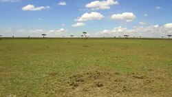 group of giraffes in savannah at africa Stock Footage