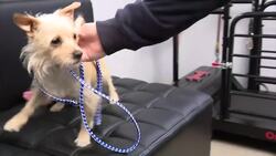 Prosecutors: Man arrested for abandoning 2 dogs at Sunken Meadow State Park News Clip