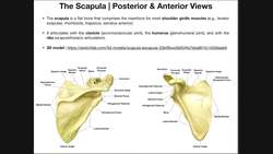 Anatomy of the Human Scapula [+ 3D Model @ 1204] Instructional Video