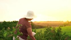 An elderly woman collects raspberries at sunset. Organic food. Stock Footage