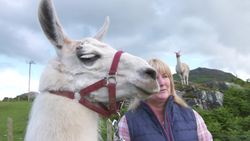 From Unfriendly to Unforgettable: The Process of Training Caspa the Llama Instructional Video