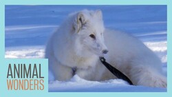 A Snowy Walk With Cas The Arctic Fox Instructional Video