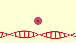 BIOLOGY - Genetics - Cell Differentiation Instructional Video
