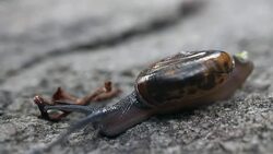 Garden snail with a parasite worm on its back Stock Footage