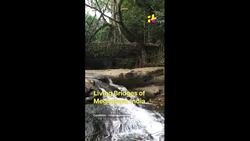 World's Most Dangerous Bridges Only The Bravest Would Dare To Cross News Clip