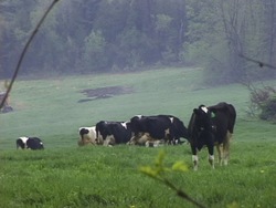 Clasificando a los seres vivos: el reino animal Instructional Video