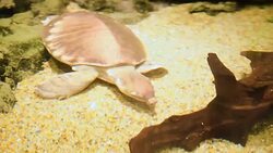 aquatic organisms Stock Footage