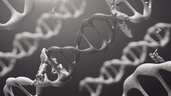 I WONDER - What Effect Did The Megalosaurus Have On Other Dinosaurs? Instructional Video