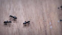 How Do Insects Communicate? Instructional Video