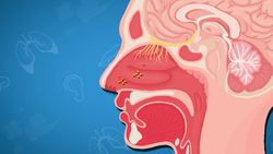 Five Facts - The Respiratory System Instructional Video