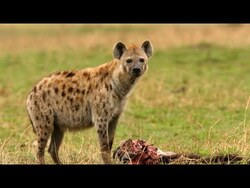 Energy Flow and Nutrient Cycling in Autotrophs and Heterotrophs Instructional Video