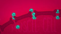 TED-Ed: The surprising reason our muscles get tired - Christian Moro Instructional Video